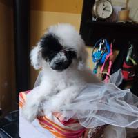 Barboncino teacup maschietto