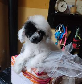 Barboncino teacup maschietto