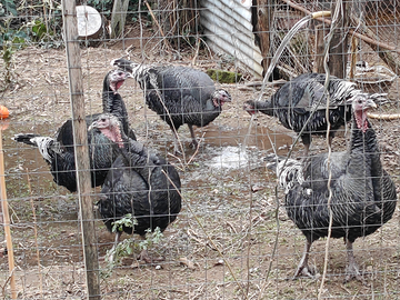 Polli Anatre e Tacchini