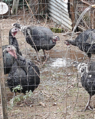 Polli Anatre e Tacchini