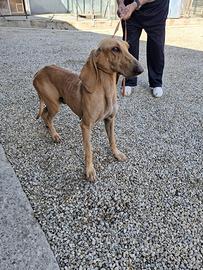 Segugio da lepre