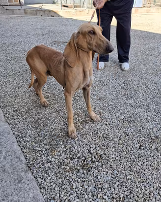 Segugio da lepre
