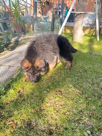 Cucciolo di pastore tedesco pelo lungo