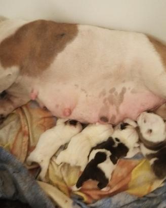 Cuccioli Bulldog Inglese con Pedigree ENCI e Test