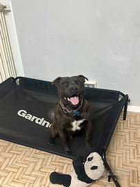 Per monta staffordshire bull terrier