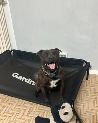 Per monta staffordshire bull terrier
