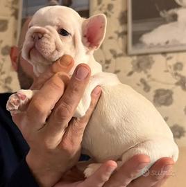 Buldog francese esotico