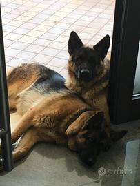 Cuccioli pastore tedesco