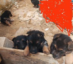 Disponibili Cuccioli di pastore tedesco