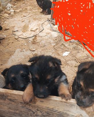 Disponibili Cuccioli di pastore tedesco