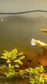 Guppy show full gold