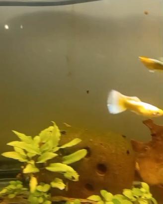 Guppy show full gold