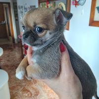 Cucciola di chihuahua