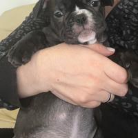 Cucciola di bulldog francese