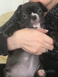 Cucciola di bulldog francese