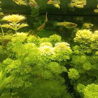 Limnophila sessiflora pianta per acquario