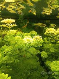 Limnophila sessiflora pianta per acquario