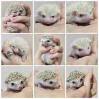 Cuccioli di riccio africano