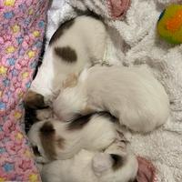 Cuccioli Maltese e shitzu 30 giorni