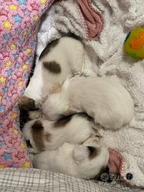 Cuccioli Maltese e shitzu 30 giorni