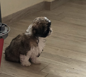 Cucciolo di shitzu