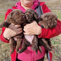 Cuccioli di Labrador - Marina LAB