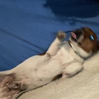 Per Sitter Affidabile con esperienza