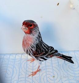 Canarini Agata Rosso mosaico