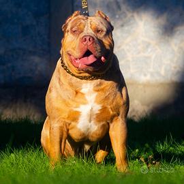 American Bully XL per monta