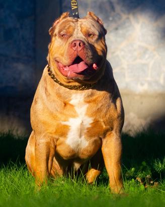 American Bully XL per monta