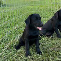 Cucciole di labrador femmine