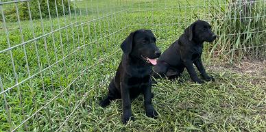 Cucciole di labrador femmine