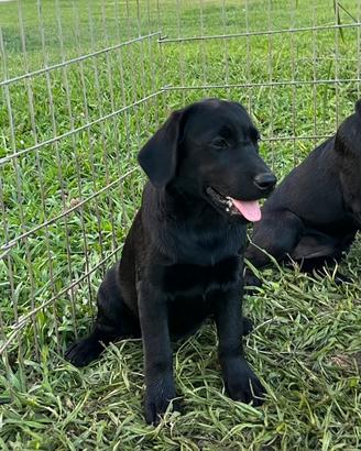 Cucciole di labrador femmine
