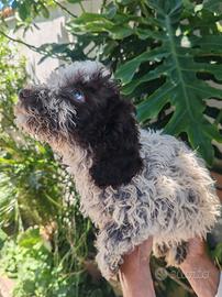 Cuccioli Lagotto Romagnolo