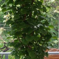 Bonsai Ginkgo Biloba