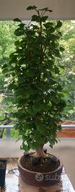 Bonsai Ginkgo Biloba