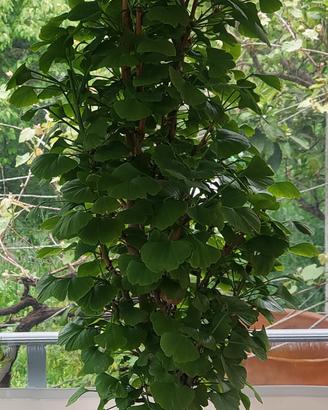 Bonsai Ginkgo Biloba