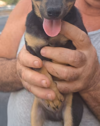 Cucciolo pincer maschio nero focato nanetto
