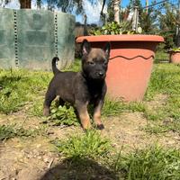 Pastore belga Malinois