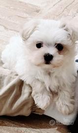 Maltese maschio