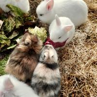 Vendita coniglietti nani