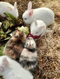 Vendita coniglietti nani