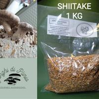 Shiitake - micelio - spawn - semi di funghi