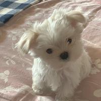 Cuccioli di Maltese