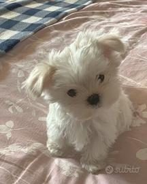 Cuccioli di Maltese