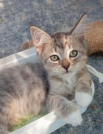 Gattini Siberiani ipoallergenici con pedigree