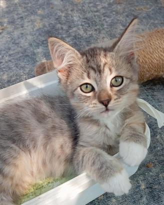 Gattini Siberiani ipoallergenici con pedigree