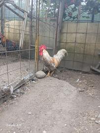Gallo Legbar