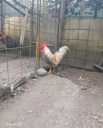 Gallo Legbar