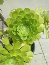 Aeonium arboreum gigante
